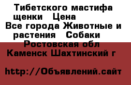  Тибетского мастифа щенки › Цена ­ 10 000 - Все города Животные и растения » Собаки   . Ростовская обл.,Каменск-Шахтинский г.